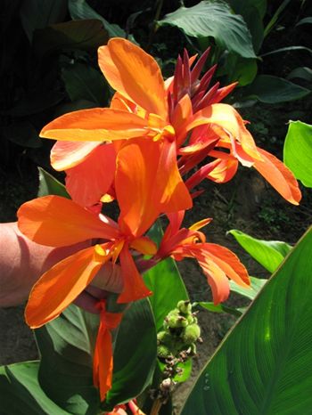 Canna 'Orange Sparklers'